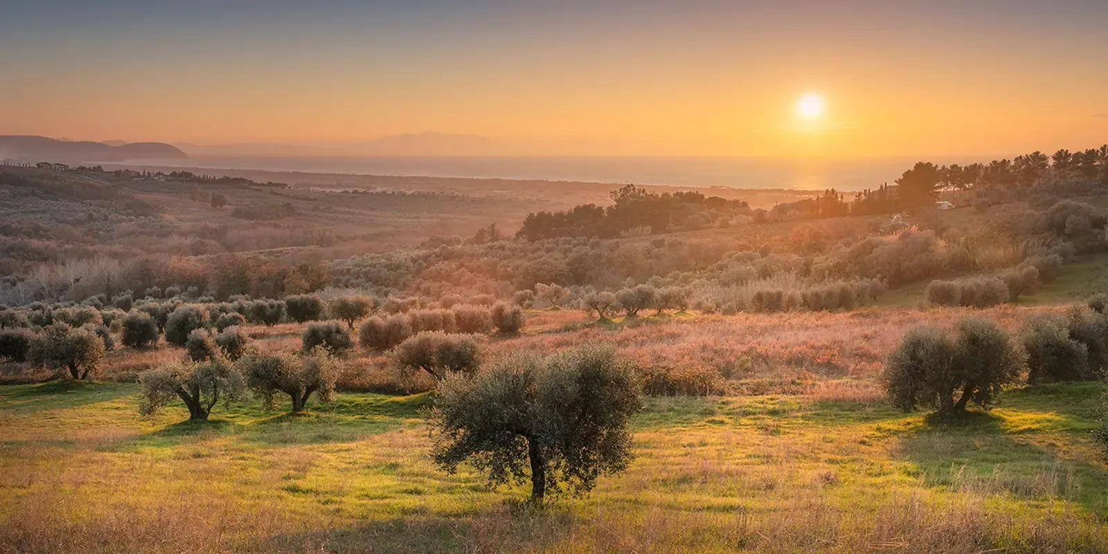 Olive oil